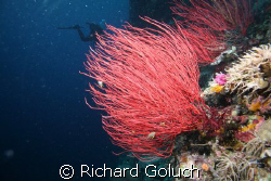 Whip corals-Palau by Richard Goluch 